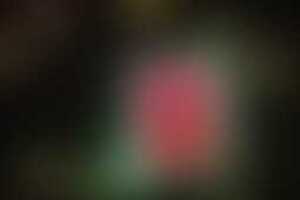 Фотография квеста Наследие от компании Фабрика квестов (Фото 2)