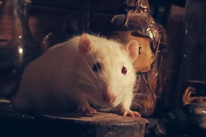 Фотография квеста Очень странные дела от компании Black Mirror (Фото 3)